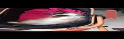 Ragdoll cats for sale: Female ragdoll  - Advert 12