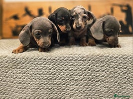 Miniature Dachshund dogs - Advert 3