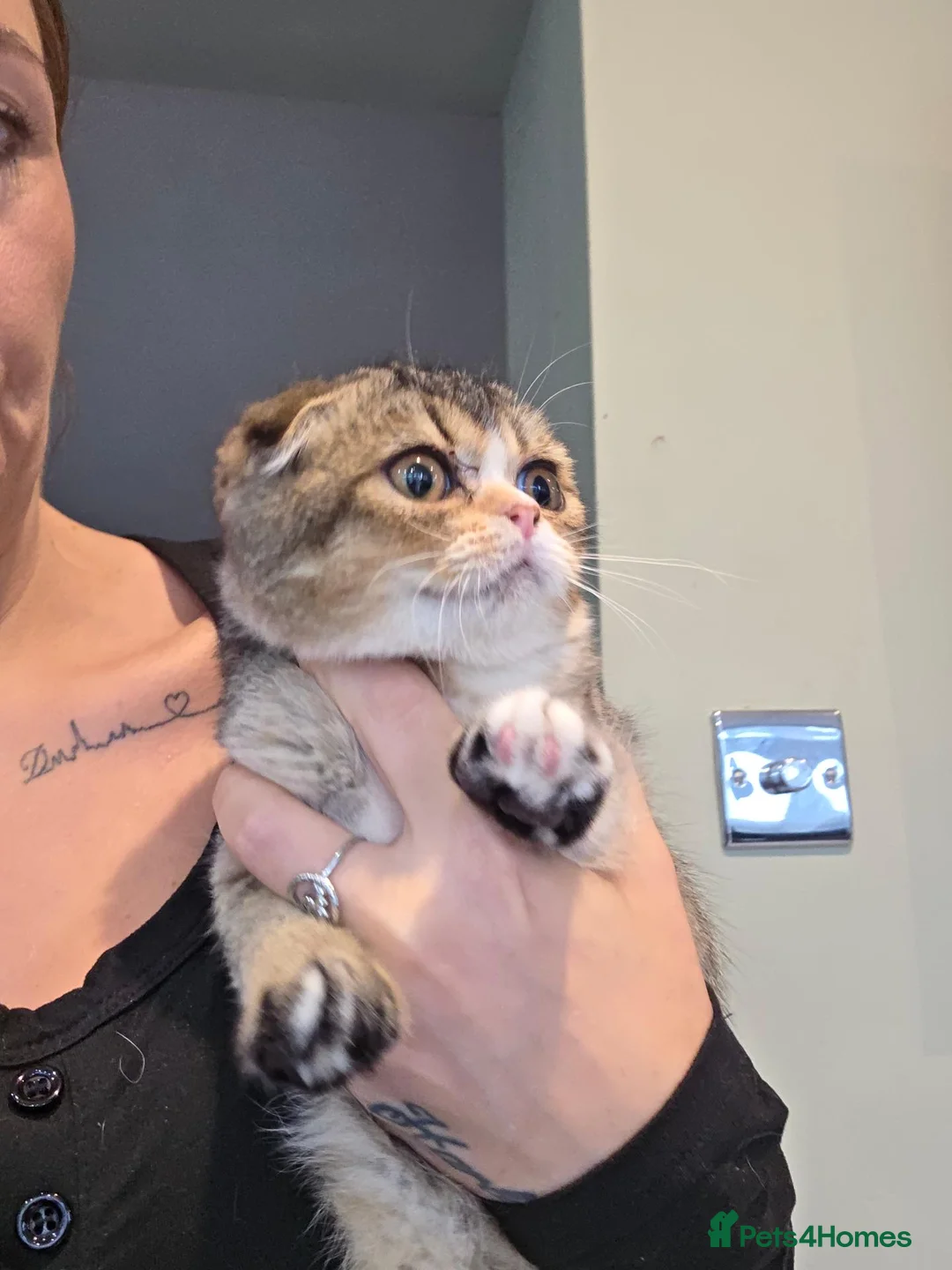 Scottish Fold cats for sale: Lovely Scottish fold female  - Advert 6