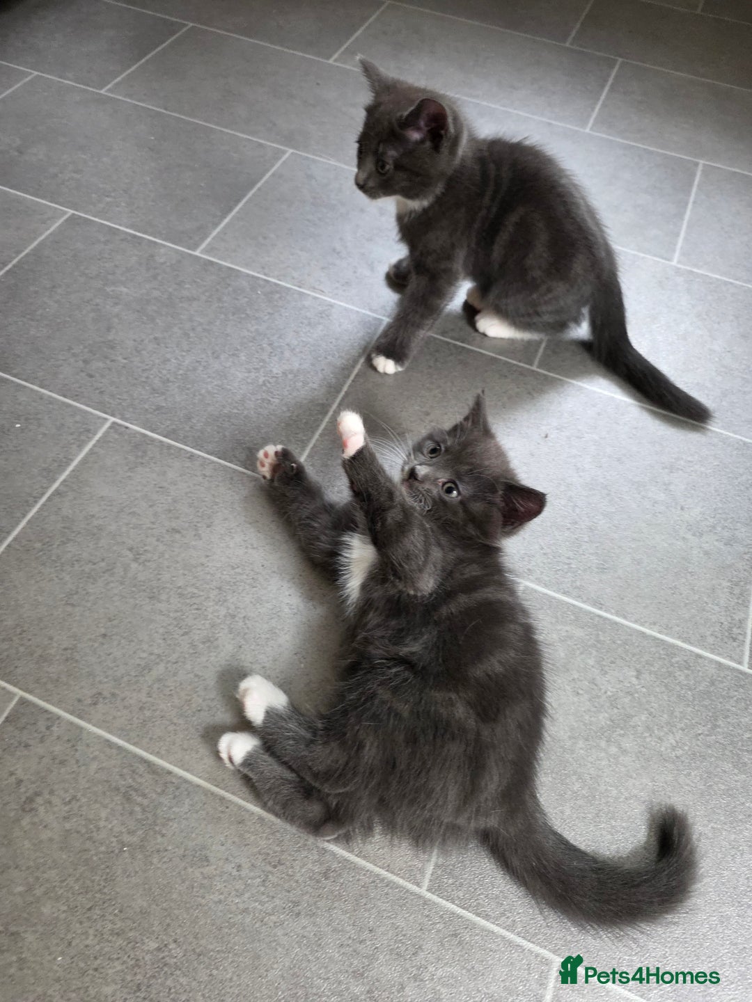 Siberian cats for sale: Siberian x Domestic shorthair stunning kittens  - Image 11
