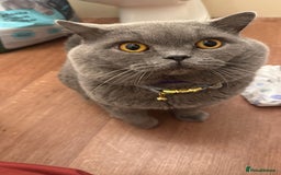 British Shorthair cats for sale: Gccf active male.  - Image 2