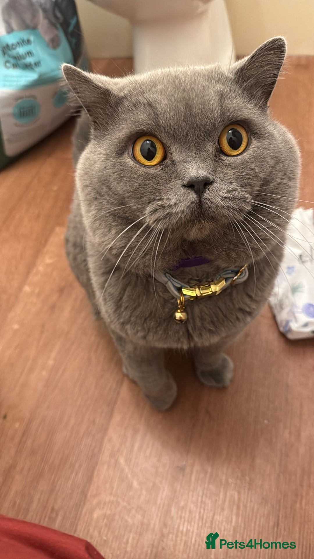 British Shorthair cats for sale: Gccf active male.  - Image 2
