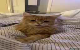 Maine Coon cats for sale: 🐾 Maine Coon Kittens X needing forever home 🐾 - Image 37