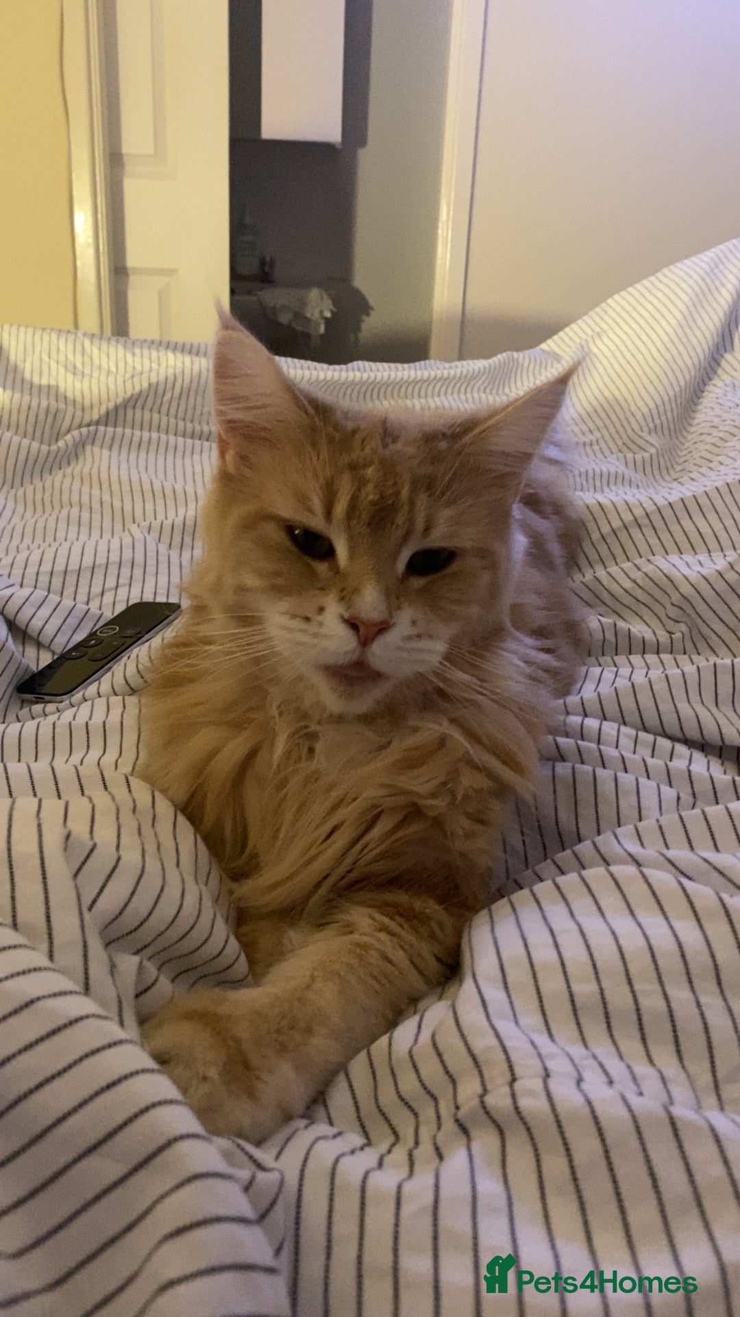 Maine Coon cats for sale: 🐾 Maine Coon Kittens X needing forever home 🐾 - Image 37