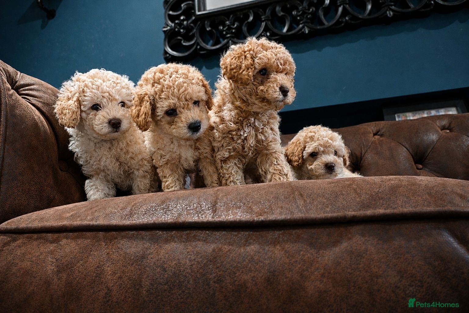 Cavapoo dogs Cavapoo Puppies – 3 Girls & 1 Boy for Loving Homes - Advert 10