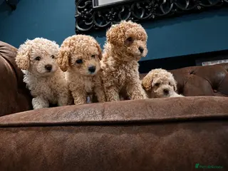 Cavapoo dogs Cavapoo Puppies – 3 Girls & 1 Boy for Loving Homes - Advert 11