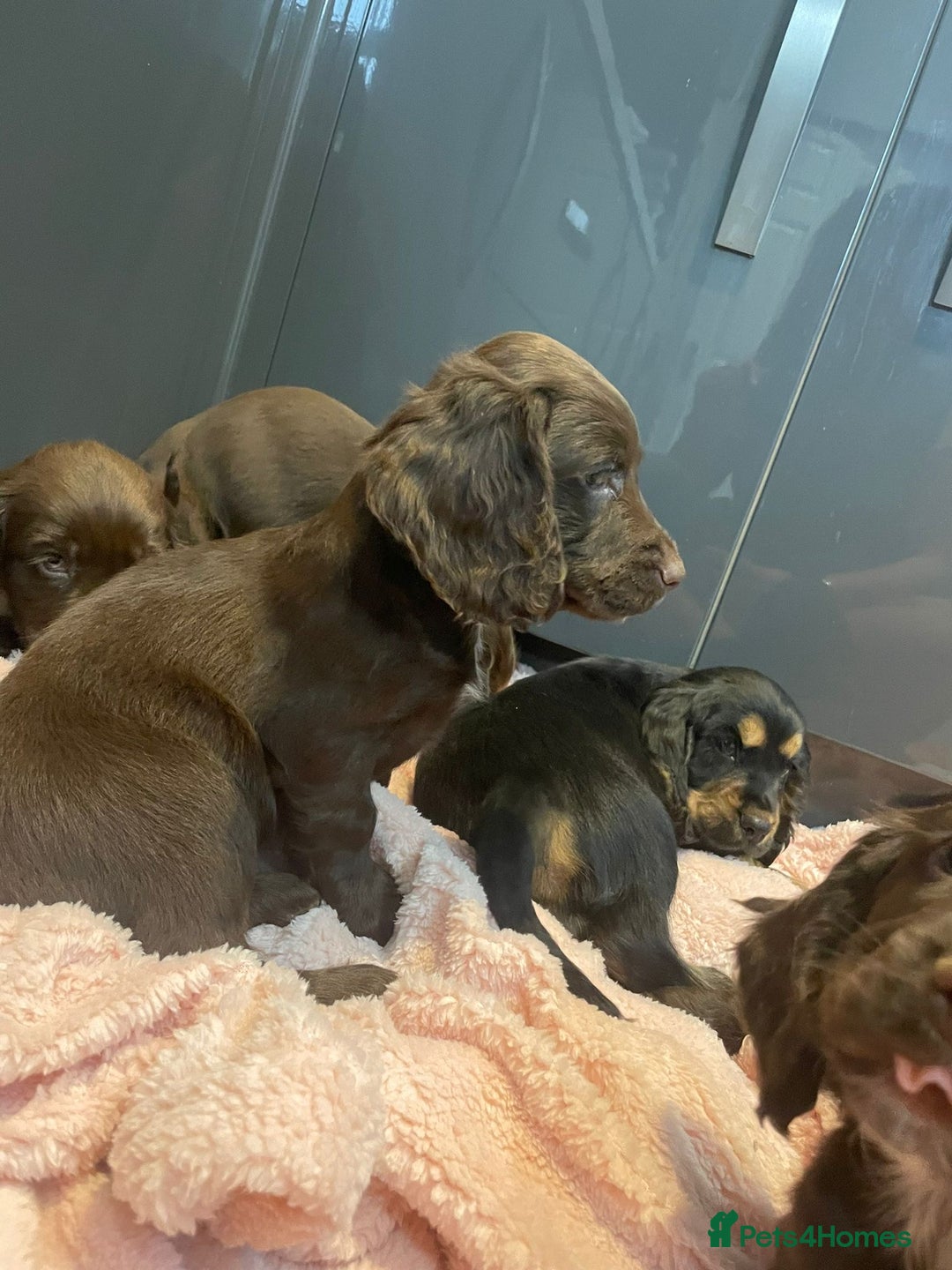 Cocker Spaniel dogs for sale: Cocker spaniel puppies - Image 5