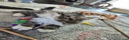 Exotic cats for sale: Exotic short hair  - Advert 20