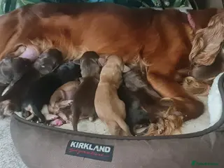 Cocker Spaniel dogs Beautiful cocker pups - Advert 1