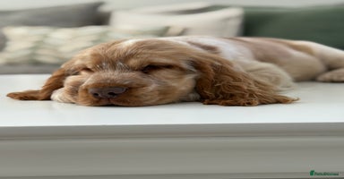 Cocker Spaniel dogs - Advert 9