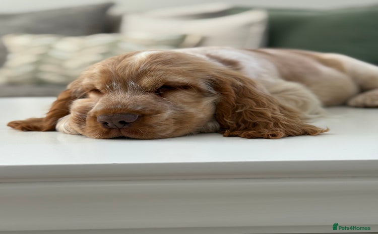 Cocker Spaniel dogs - Advert 3