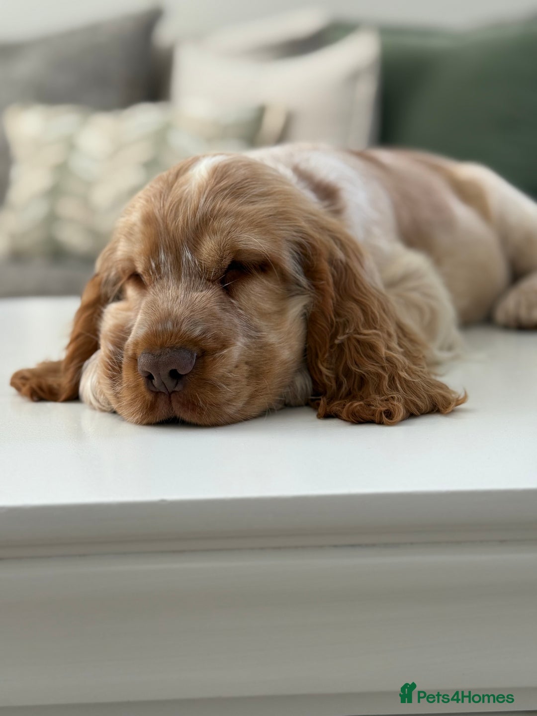Cocker Spaniel dogs for sale: Show type cocker spaniels 🐶 ready now 🐶 - Image 3