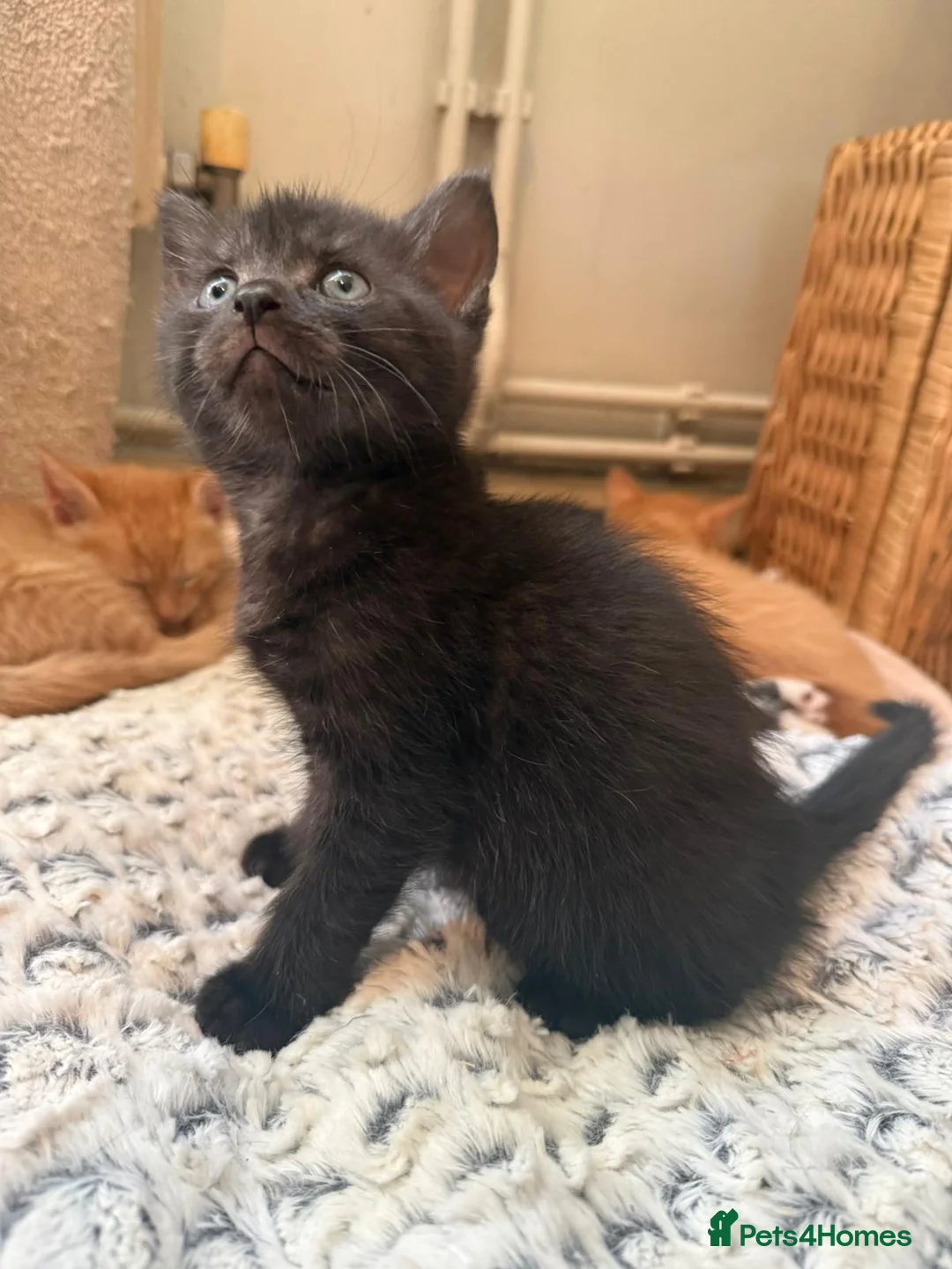 Mixed Breed cats for sale: Mixed breed kittens in Uckfield - Advert 1