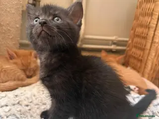 Mixed Breed cats Mixed breed kittens - Advert 5