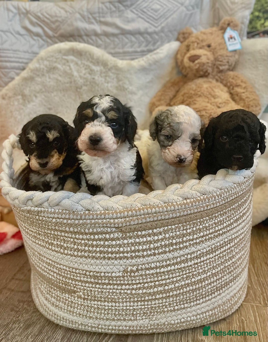 Miniature Poodle dogs for stud: Parti poodle for stud  - Advert 11