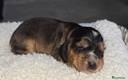 Cocker Spaniel dogs for sale: KC Registered Cocker Spaniels ready for Christmas - Image 16