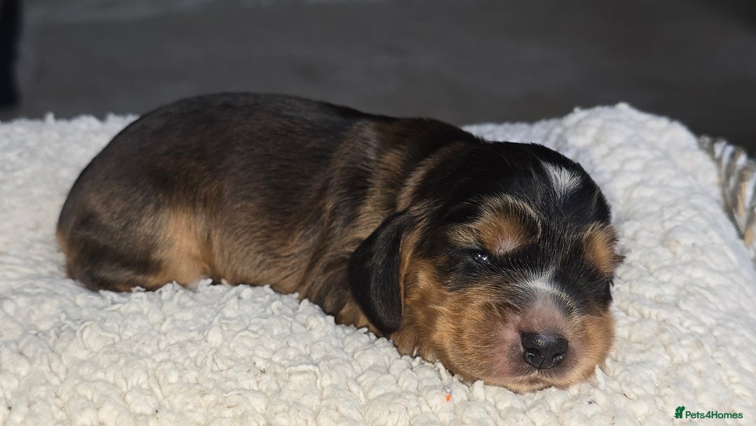 Cocker Spaniel dogs for sale: KC Registered Cocker Spaniels ready for Christmas - Image 16