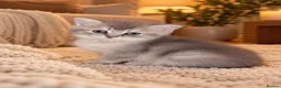 British Shorthair cats for sale: British Longhair & British Shorthair Kittens - Advert 6