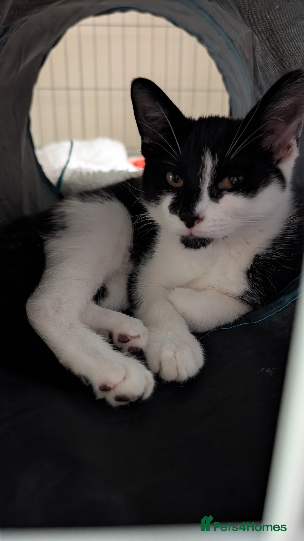 Mixed Breed cats FEMALE KITTEN in need of a loving forever home . - Advert 9