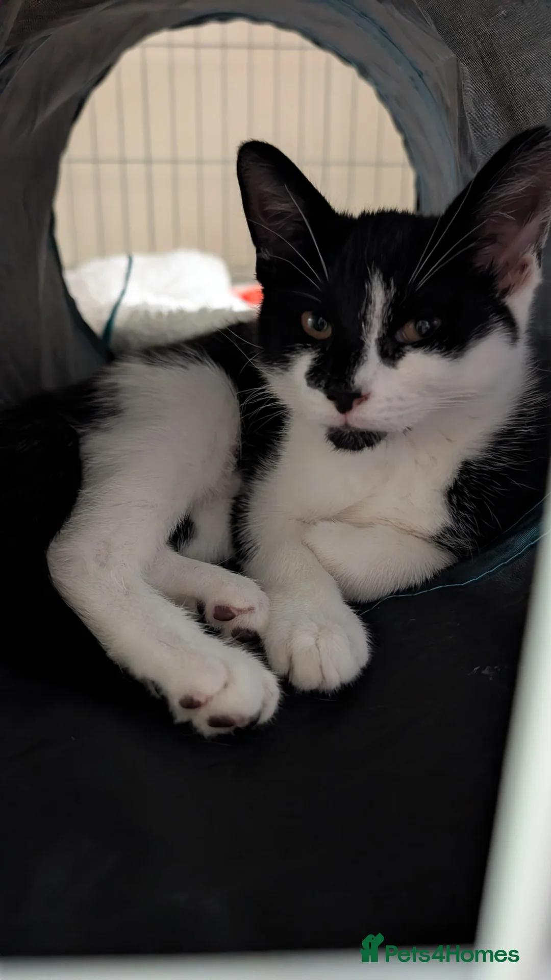 Mixed Breed cats for sale: FEMALE KITTEN in need of a loving forever home . - Advert 1