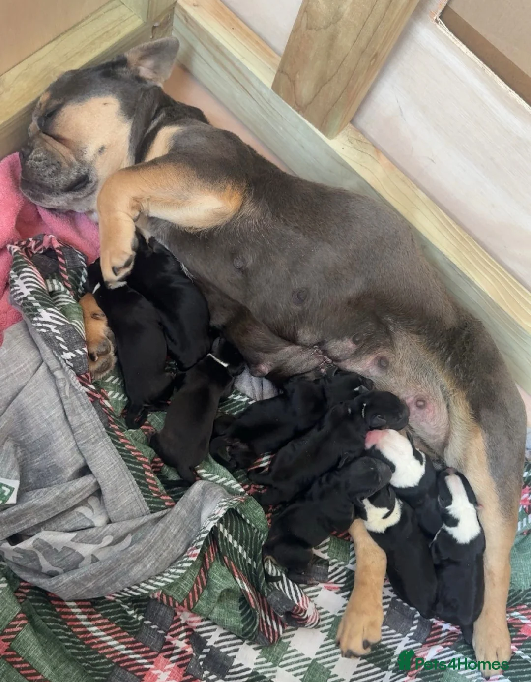 Mixed Breed dogs for sale: Bulldog x Staffy puppies in Doncaster - Advert 1