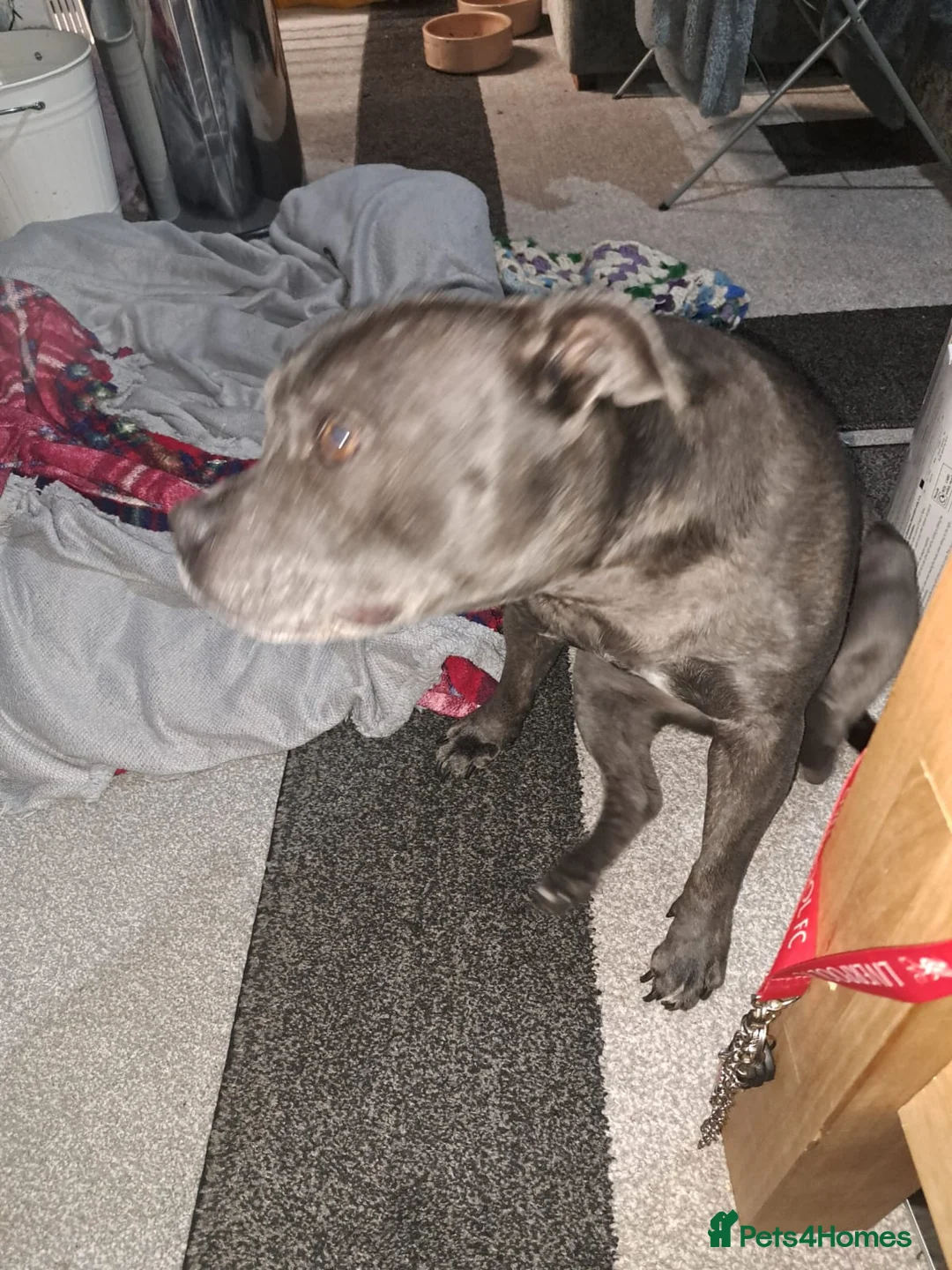 Staffordshire Bull Terrier dogs for sale: Blue staffy - Advert 2