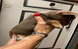 Mixed Breed dogs for sale: Adorable French Bulldog x Chihuahua Male Puppies - Image 11