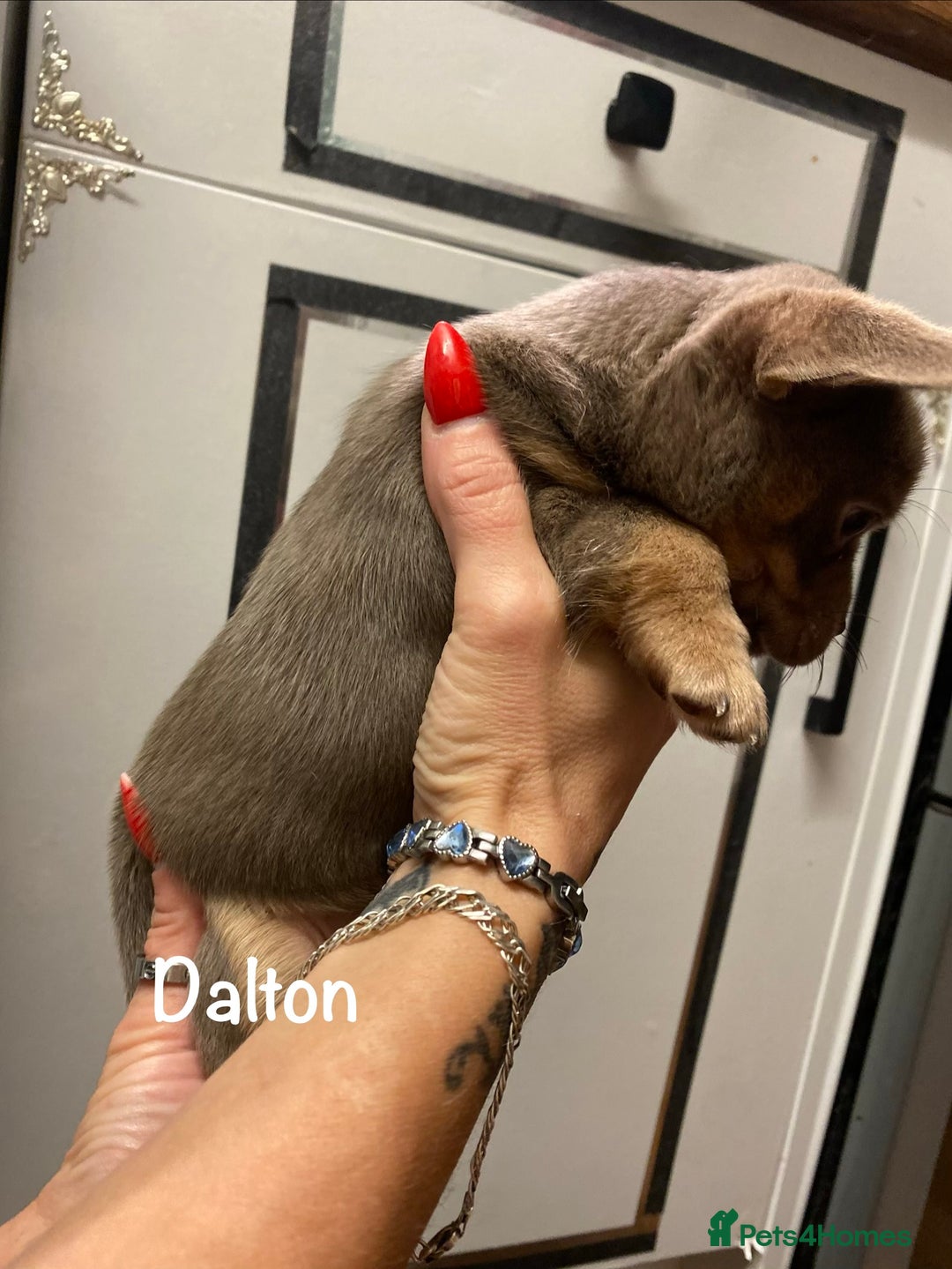 Mixed Breed dogs for sale: Adorable French Bulldog x Chihuahua Male Puppies - Image 11