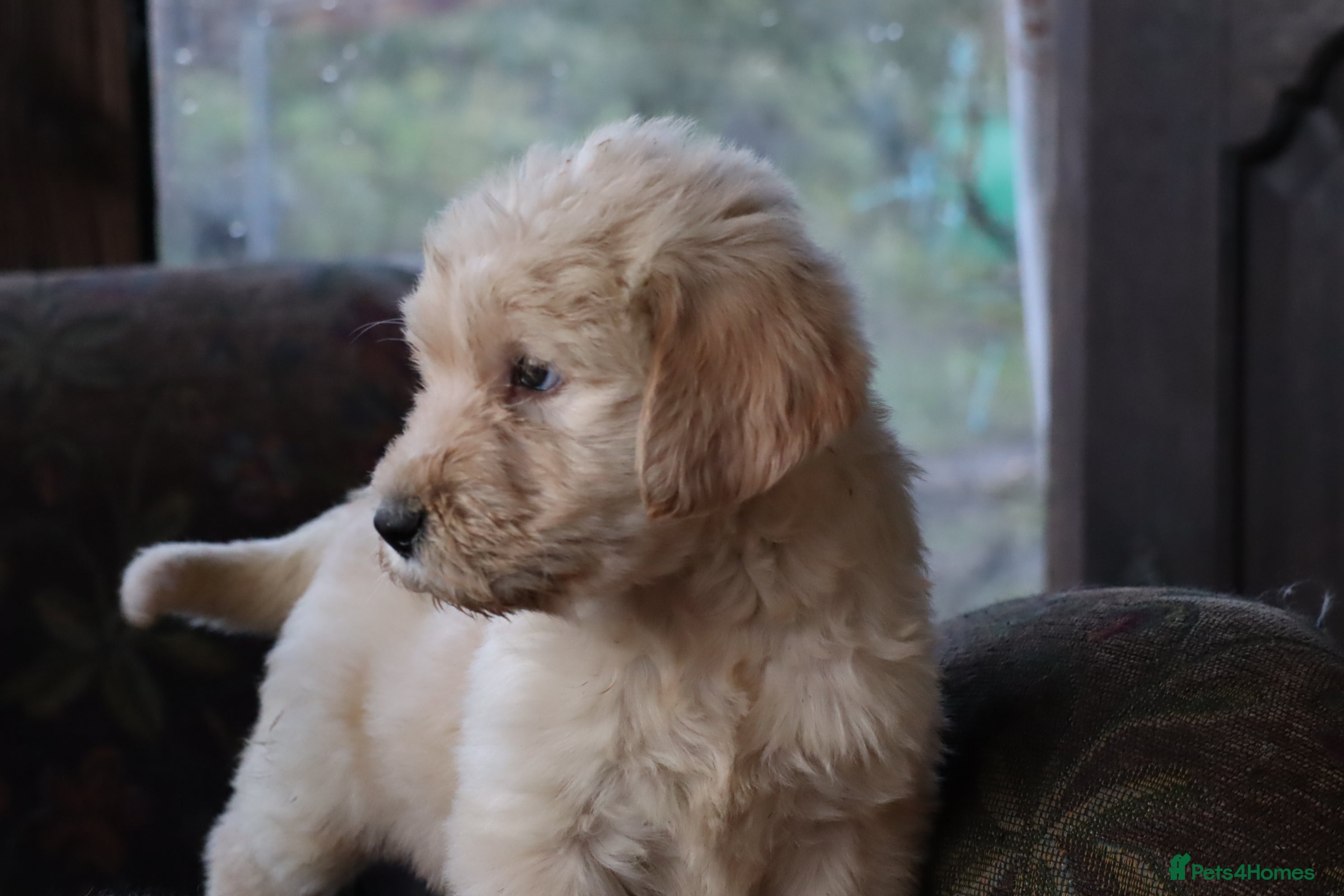 Labradoodle dogs Licenced Breeder priced to sell - Advert 12