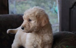 Labradoodle dogs for sale: Lovely Labradoodle Puppies Licenced Breeder - Image 22