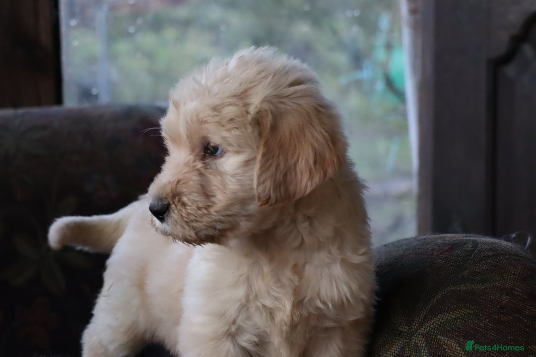Labradoodle dogs for sale: Lovely Labradoodle Puppies Licenced Breeder - Image 22