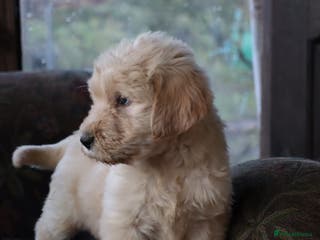 Labradoodle dogs Licenced Breeder priced to sell - Advert 2