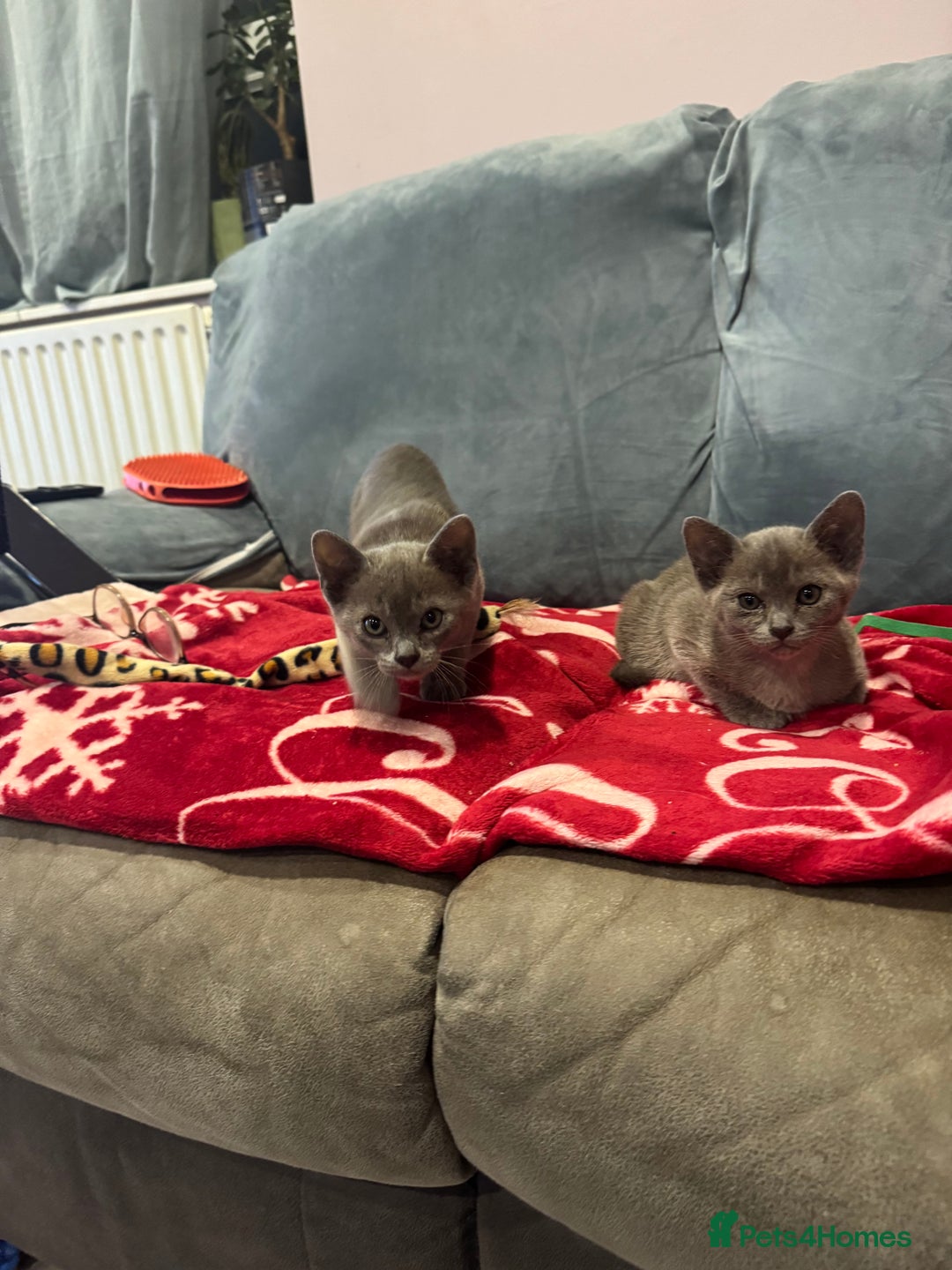 Burmese cats for sale: Burmese kittens  - Advert 5