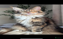 Mixed Breed cats for sale: Female Bengal cross Mainecoon - Image 5