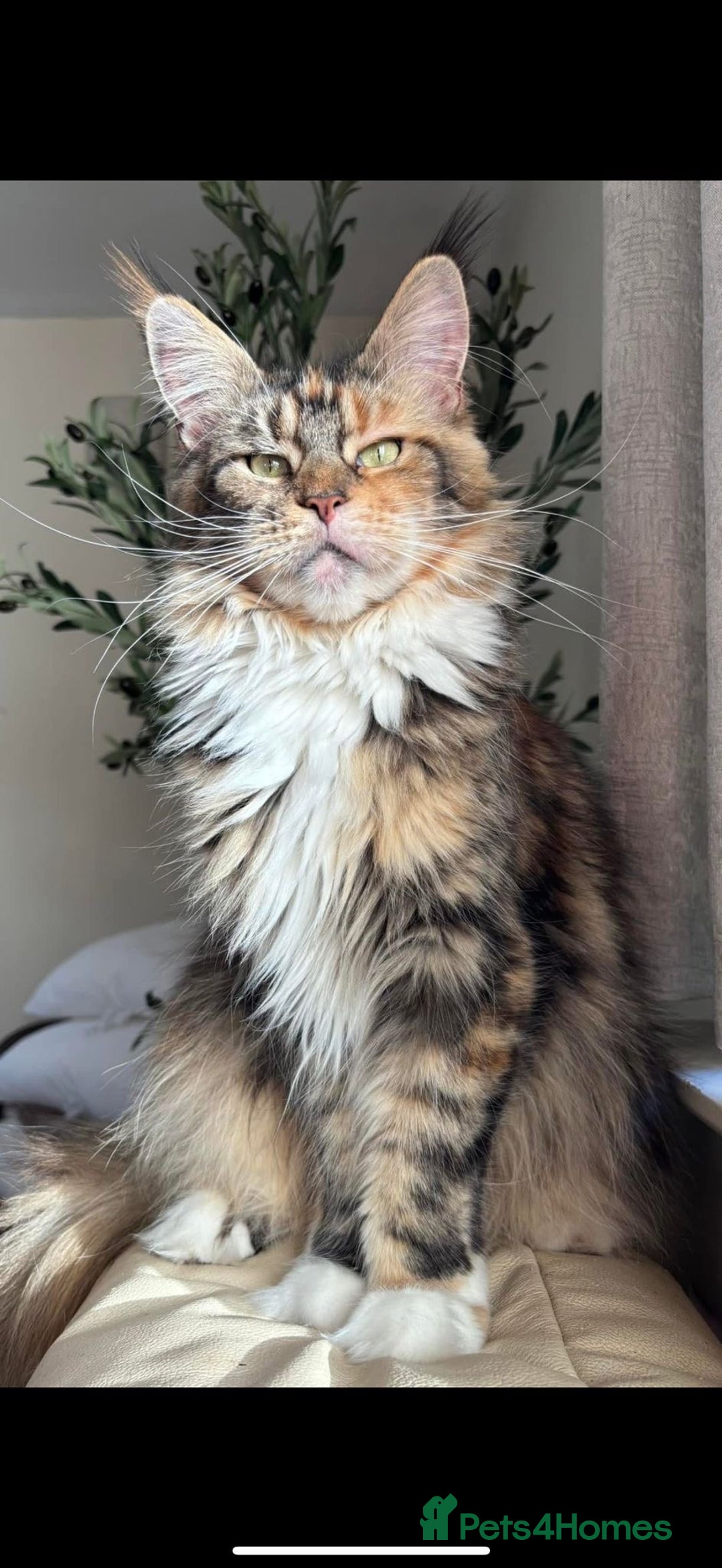 Mixed Breed cats for sale: Female Bengal cross Mainecoon - Image 5