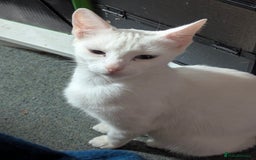 Domestic Shorthair cats for sale: Beautiful kittens ready for their forever home  - Image 4