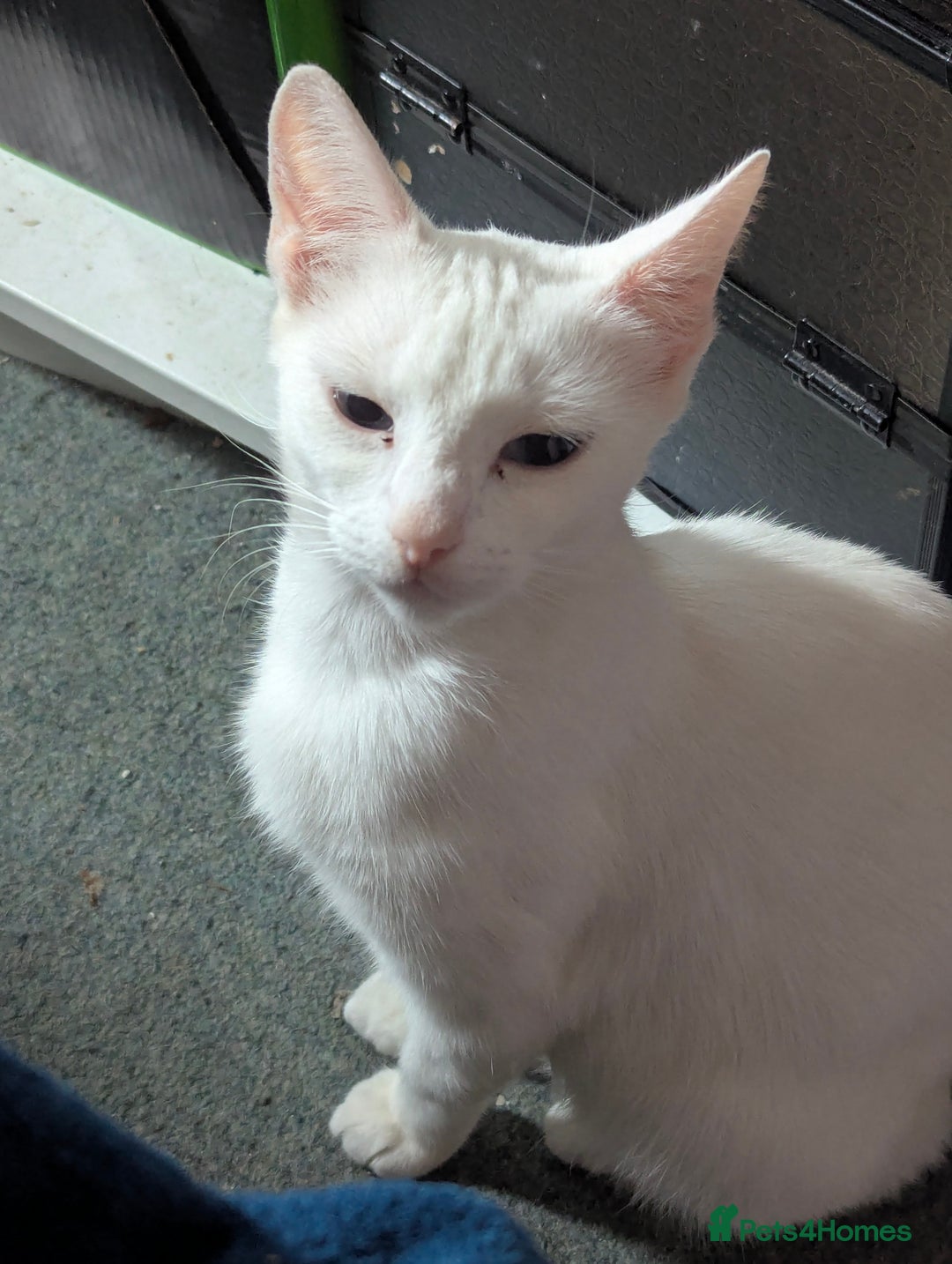 Domestic Shorthair cats for sale: Beautiful kittens ready for their forever home  - Image 4