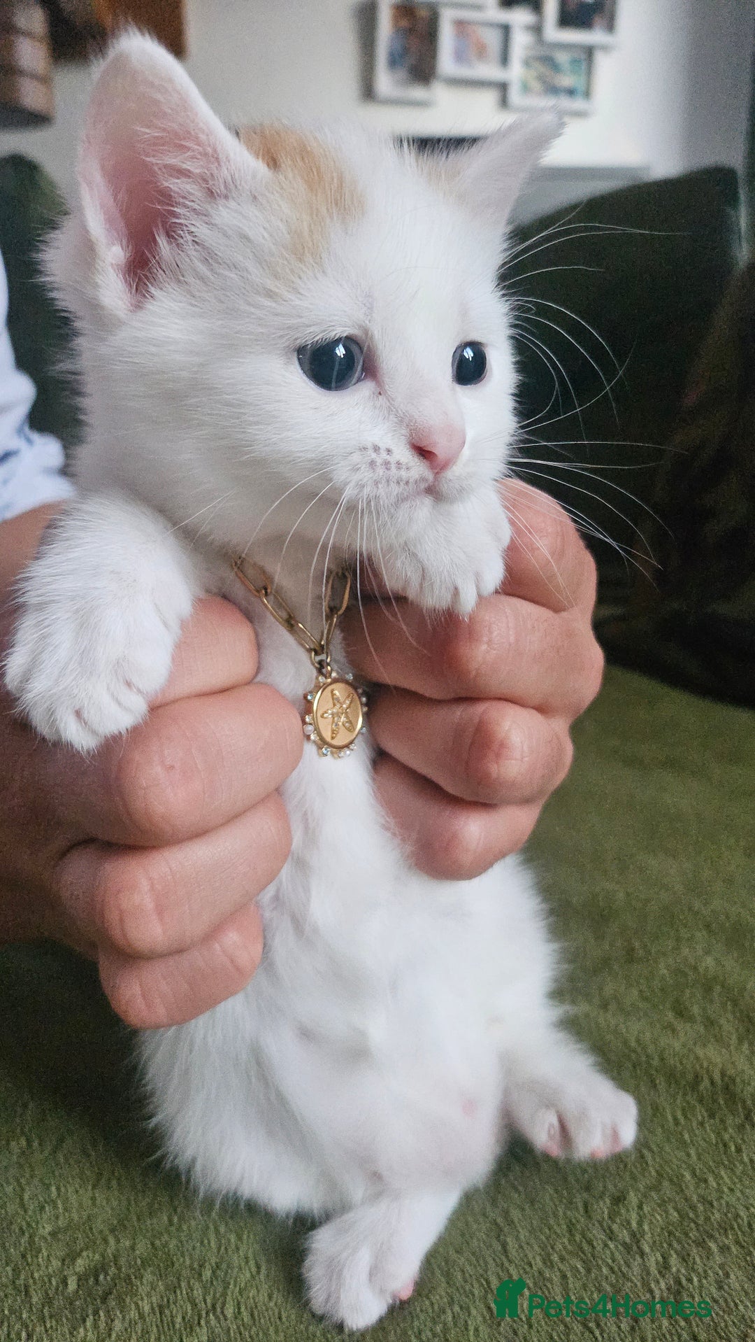 Selkirk Rex cats for sale: Adorable Selkirk Rex Kittens (Straight ) - Image 22