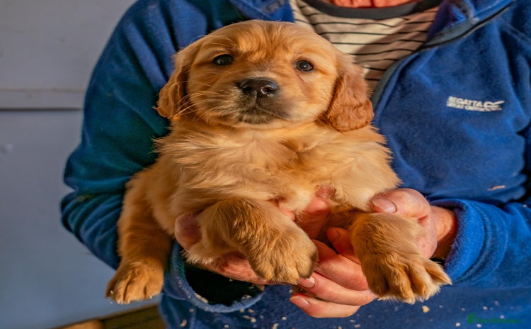 Golden Retriever dogs - Advert 4