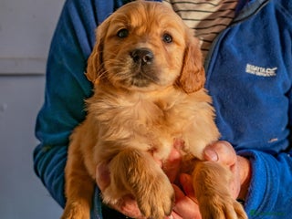 Golden Retriever dogs Beautiful Golden Retriever puppies - Advert 1