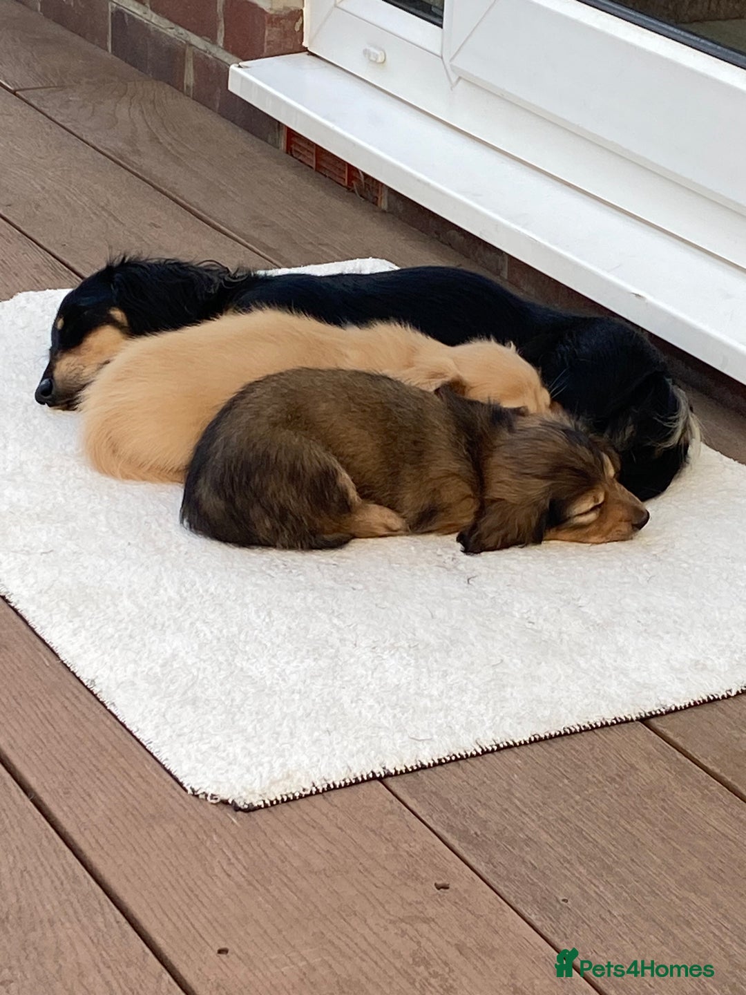 Miniature Dachshund dogs for sale: English Cream Mini Long Haired Dachshund  - Image 13