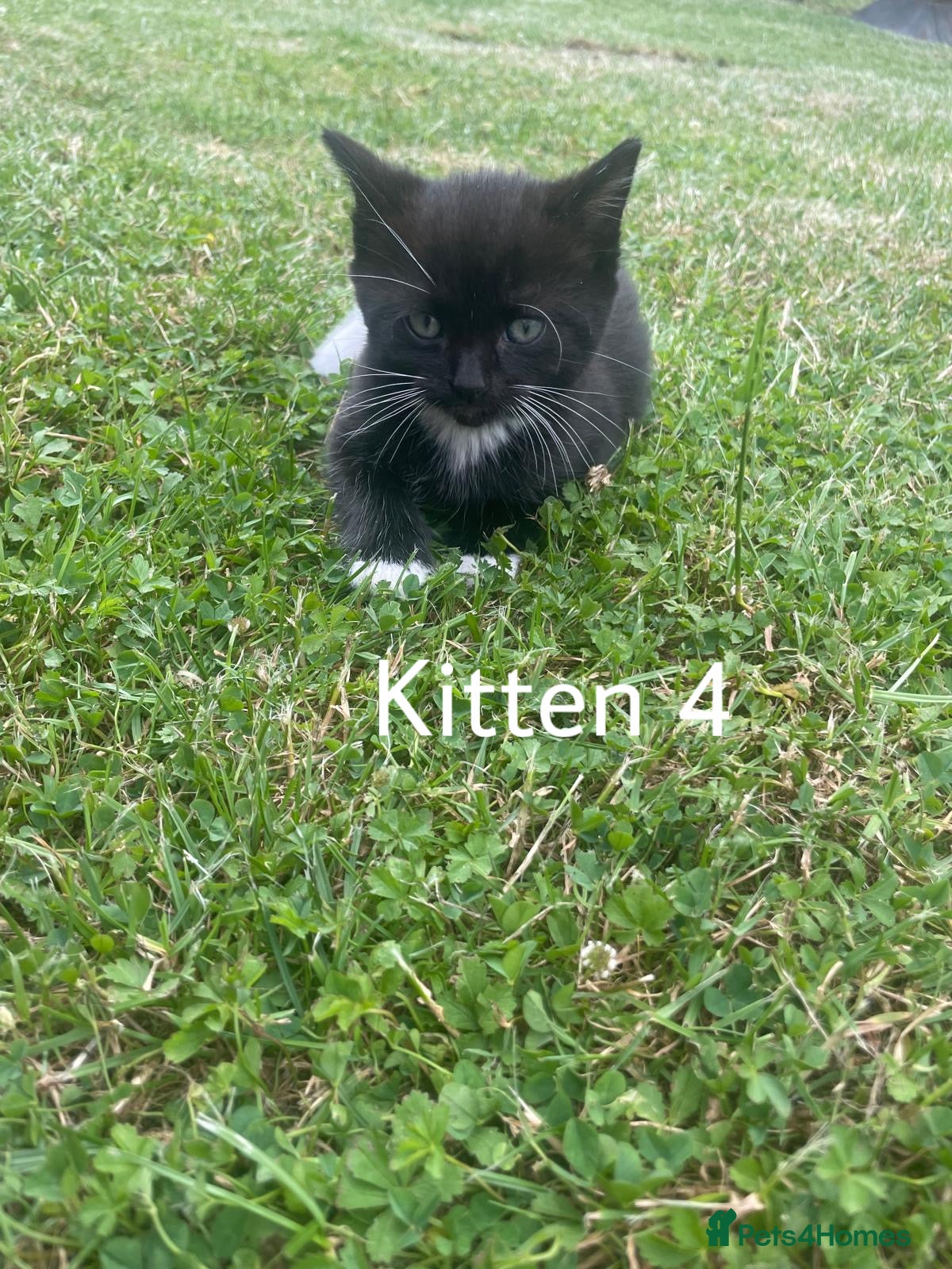 Mixed Breed cats 4 gorgeous fluffy and friendly kittens! - Advert 2
