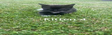 Kitten 4