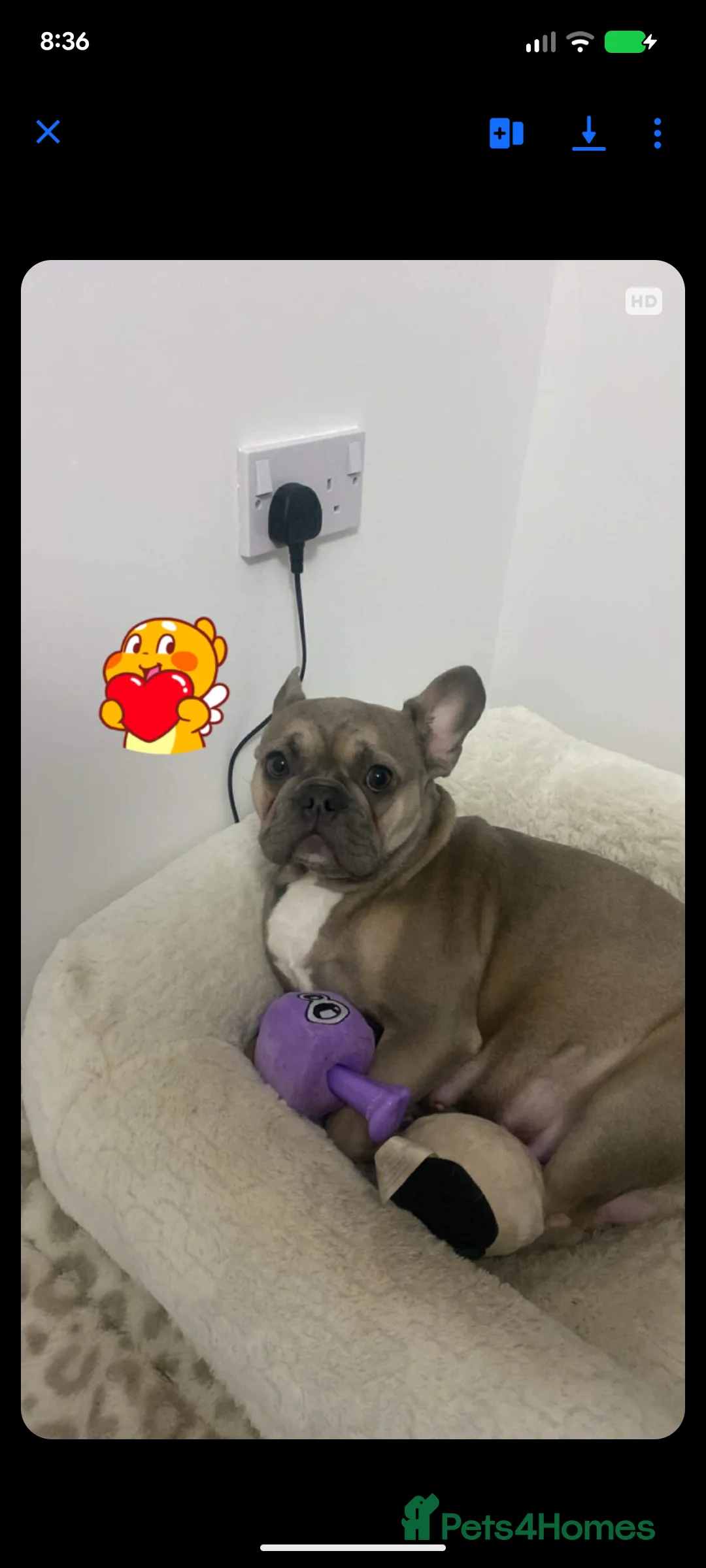 French Bulldog dogs for sale: French bulldogs for sale in Livingston - Advert 1