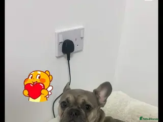 French Bulldog dogs French bulldogs for sale - Advert 1