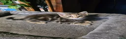 Norwegian Forest Cat cats for sale: Norwegian forest cat X marbled bengal - Advert 5