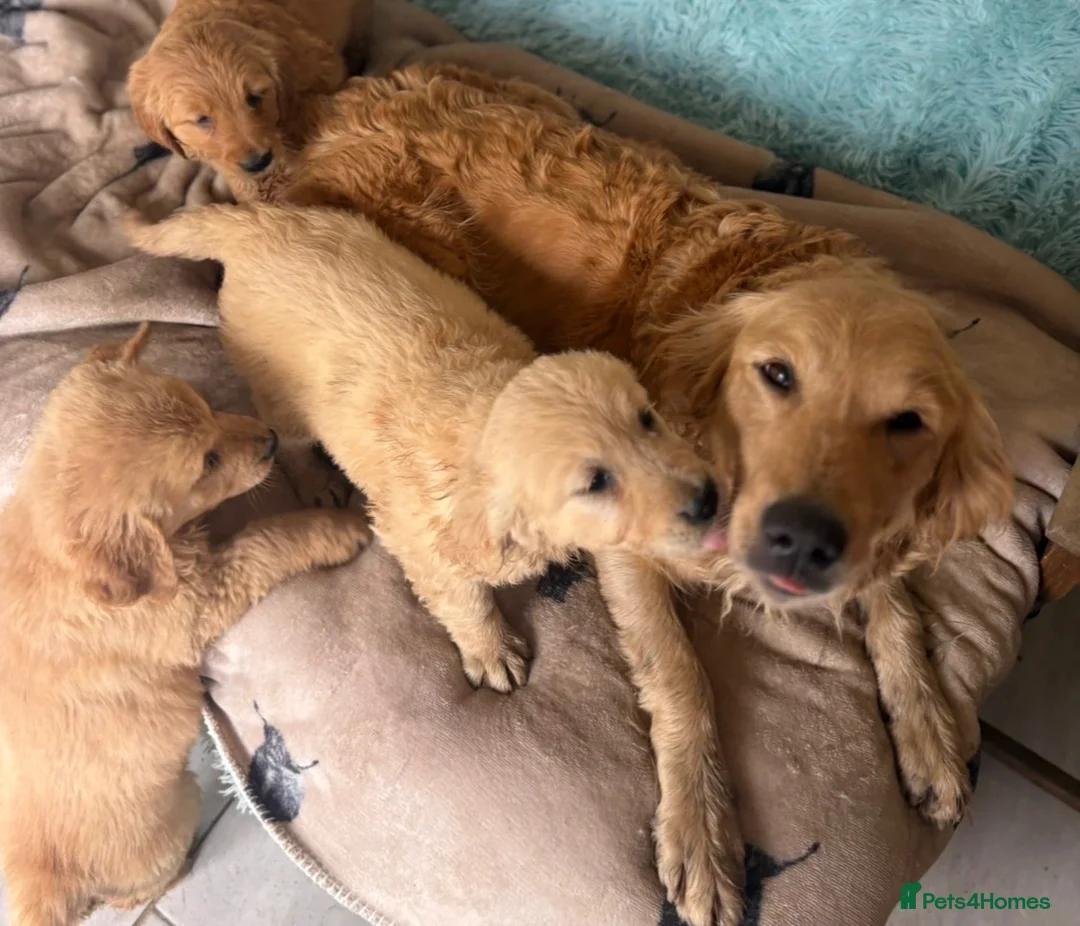 Golden Retriever dogs for sale: Strong healthy happy puppies - Advert 2