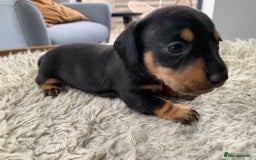 Miniature Dachshund dogs for sale: Quality KC Miniature Dachshund Puppies - Image 8