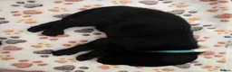 Labrador Retriever dogs for sale: Beautiful labrador puppies  - Advert 12