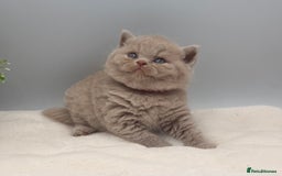 British Shorthair cats for sale: PEDIGREE REGISTERED CHUNKY BRITISH SHORTHAIRS  - Image 1